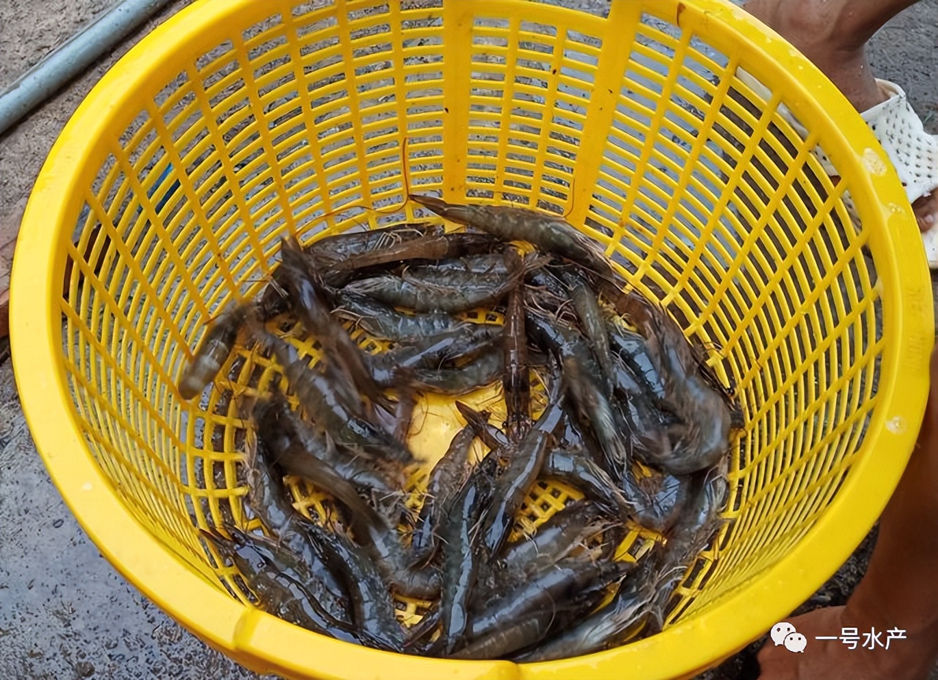 水产养殖长效杀菌剂,水产养殖杀菌药有哪些