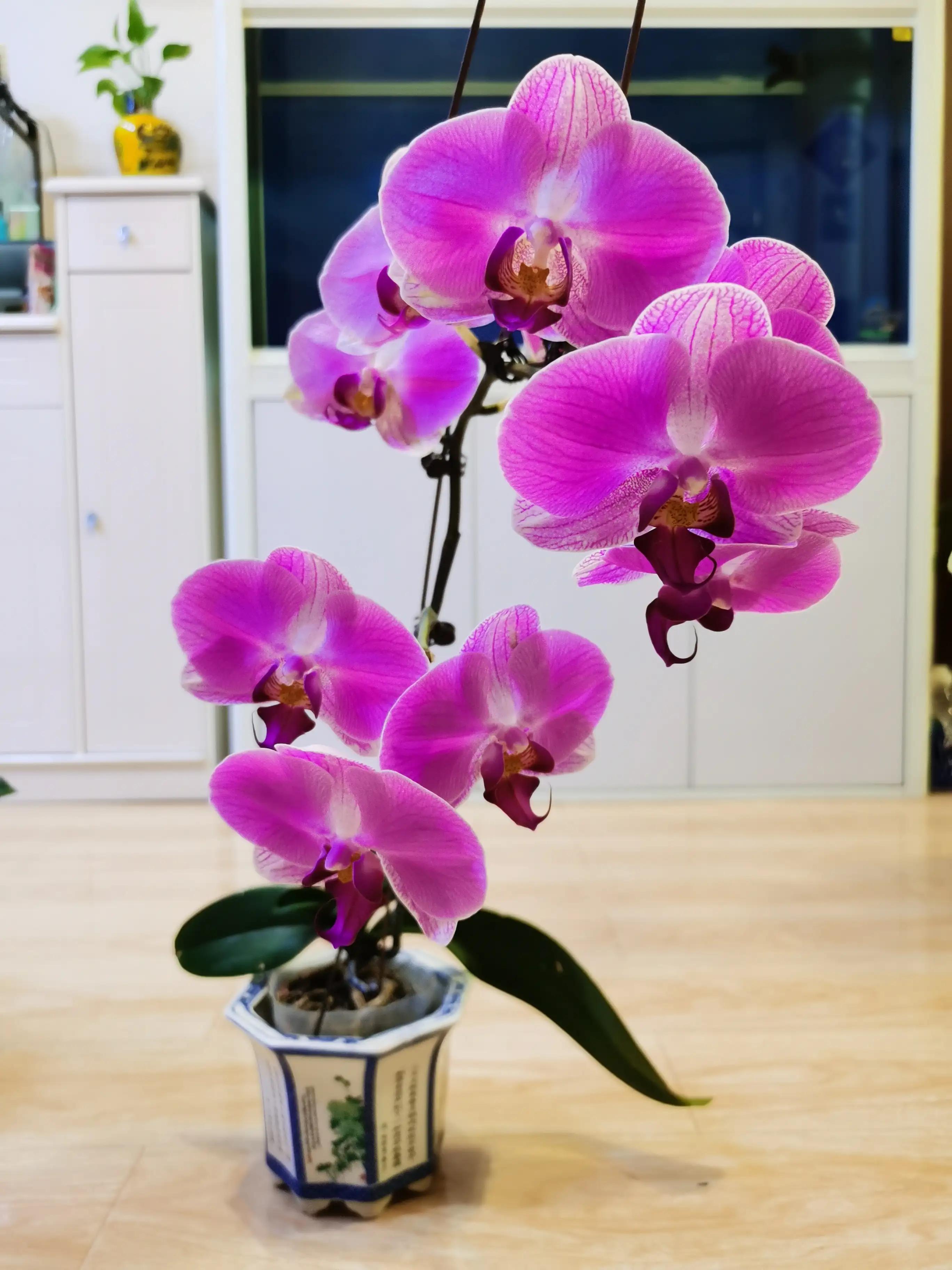 粉黛佳人水仙,紫水仙图片大全