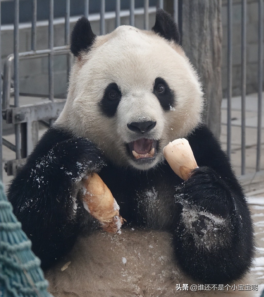 每天认识一只大熊猫七仔,大熊猫福星胖大海胆小