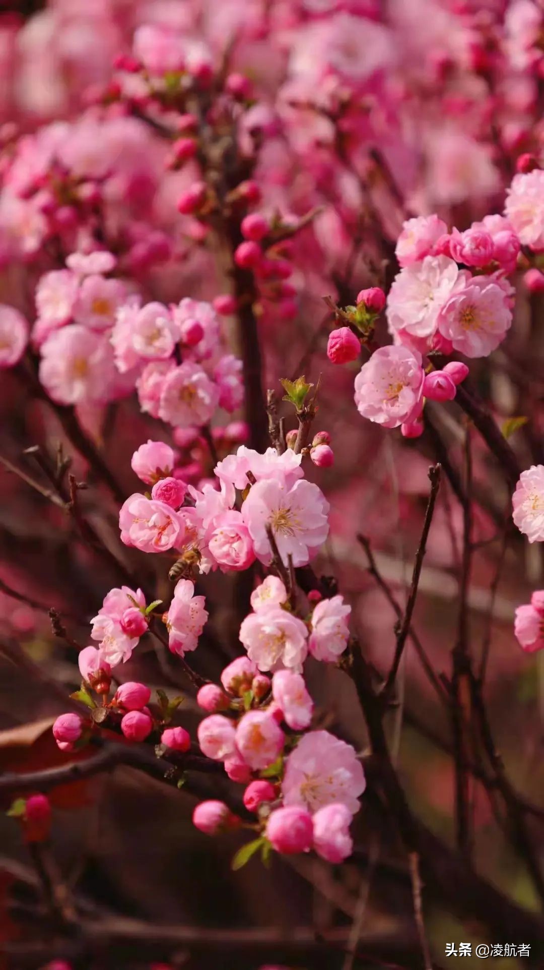 共赴春之约携手新征程,共赴春天之约携手砥砺前行