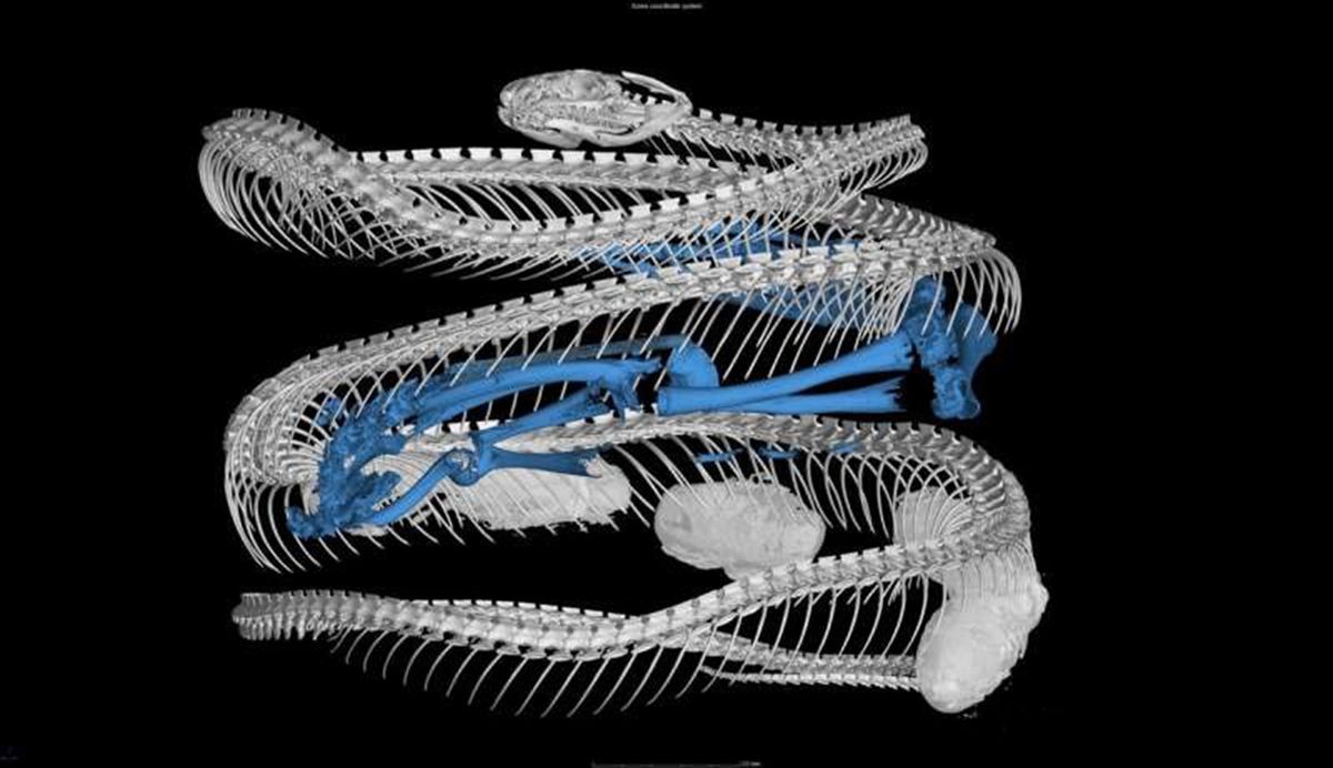 头皮发麻的蛇类,十堰水池惊现一窝蛇