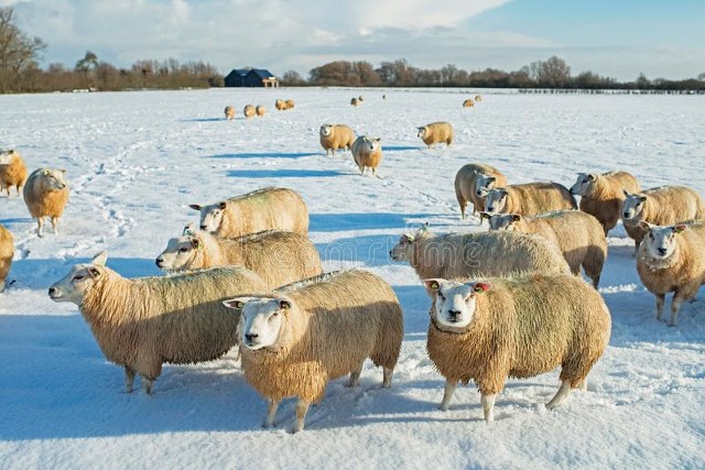 中国引进的国外猪,中国引进的是什么猪