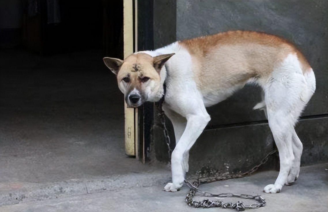 狗狗尾巴疯狂摇,狗狗的尾巴向下摇摆是什么意思