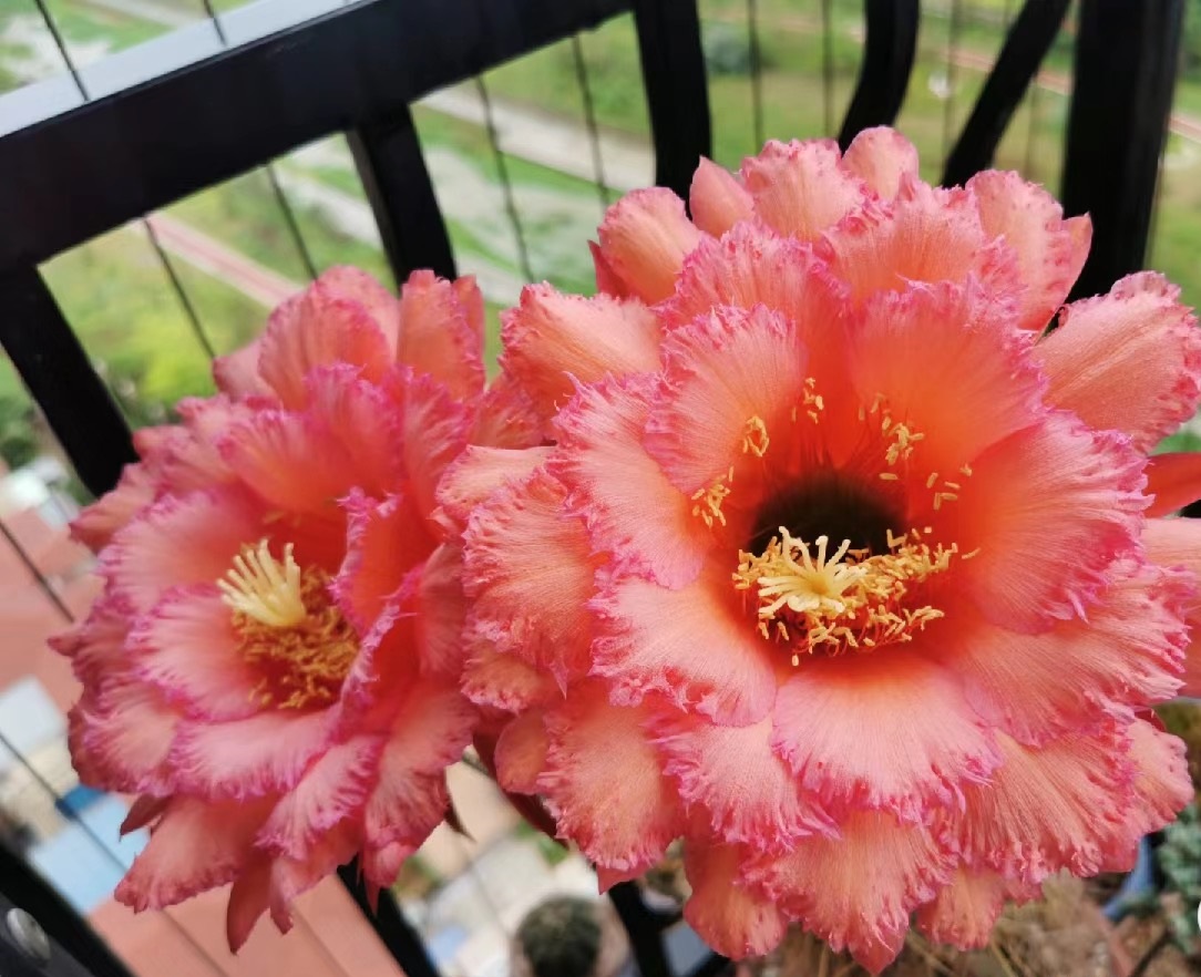 毛花柱克斯汀仙人球几月开花,花期最长的仙人球