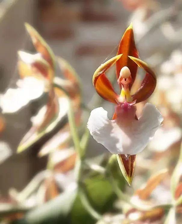 最香的五种兰花哪种兰花耐寒,春夏秋冬四季各是哪几个兰花品种