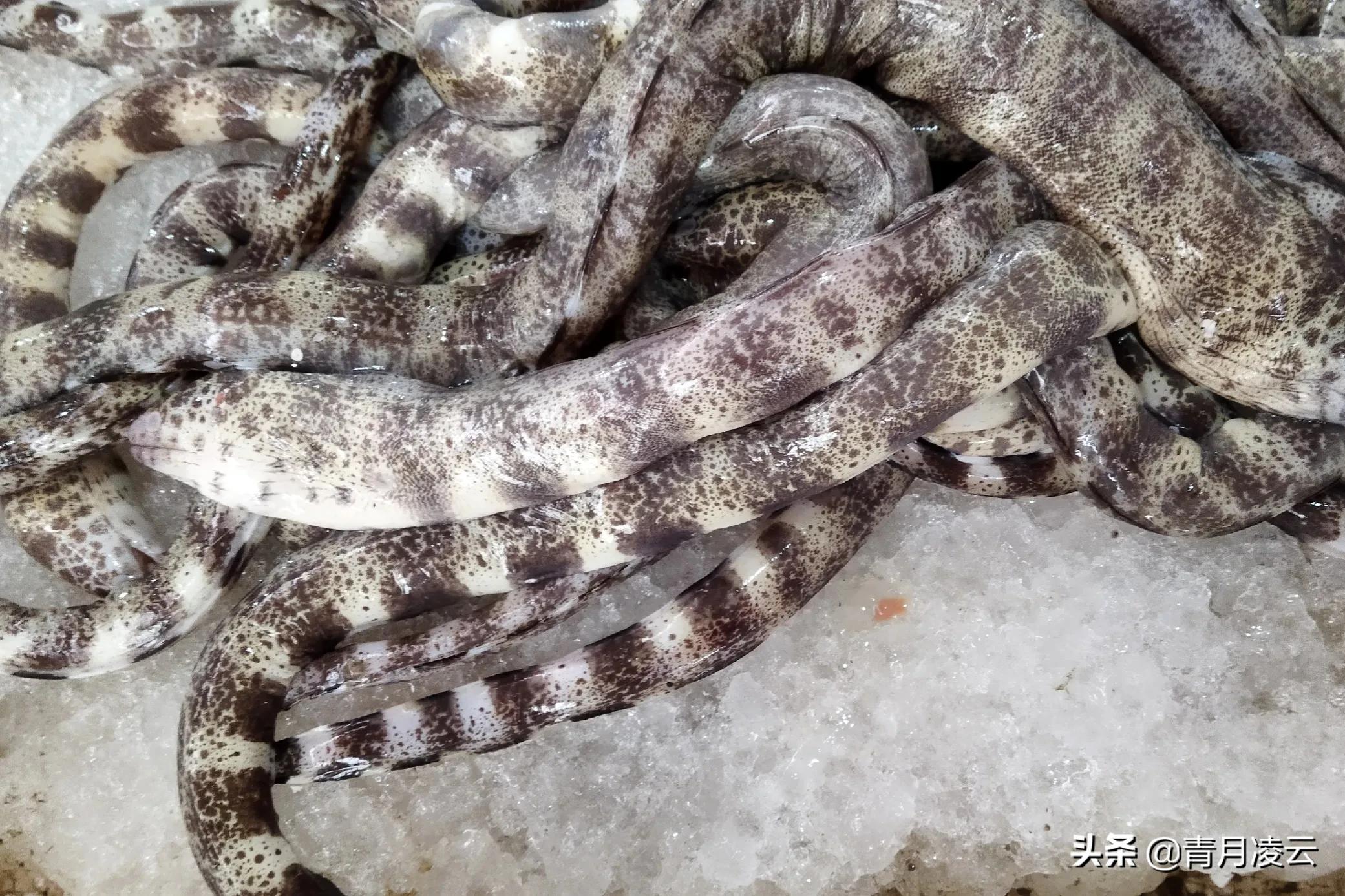 海鲜市场常见海产品图鉴,海鲜市场常见海产品图鉴表图例