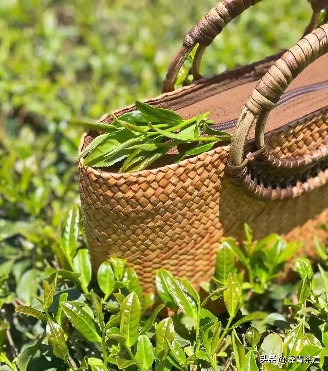 福建中国茶叶第一大省,中国茶叶排名第一省