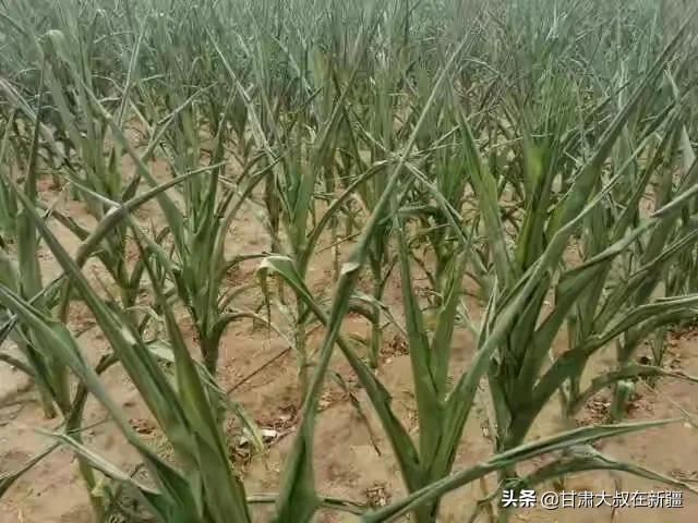 明日谷雨，老话“谷雨在月尾，农夫有两怕”指哪两怕？有何说法？