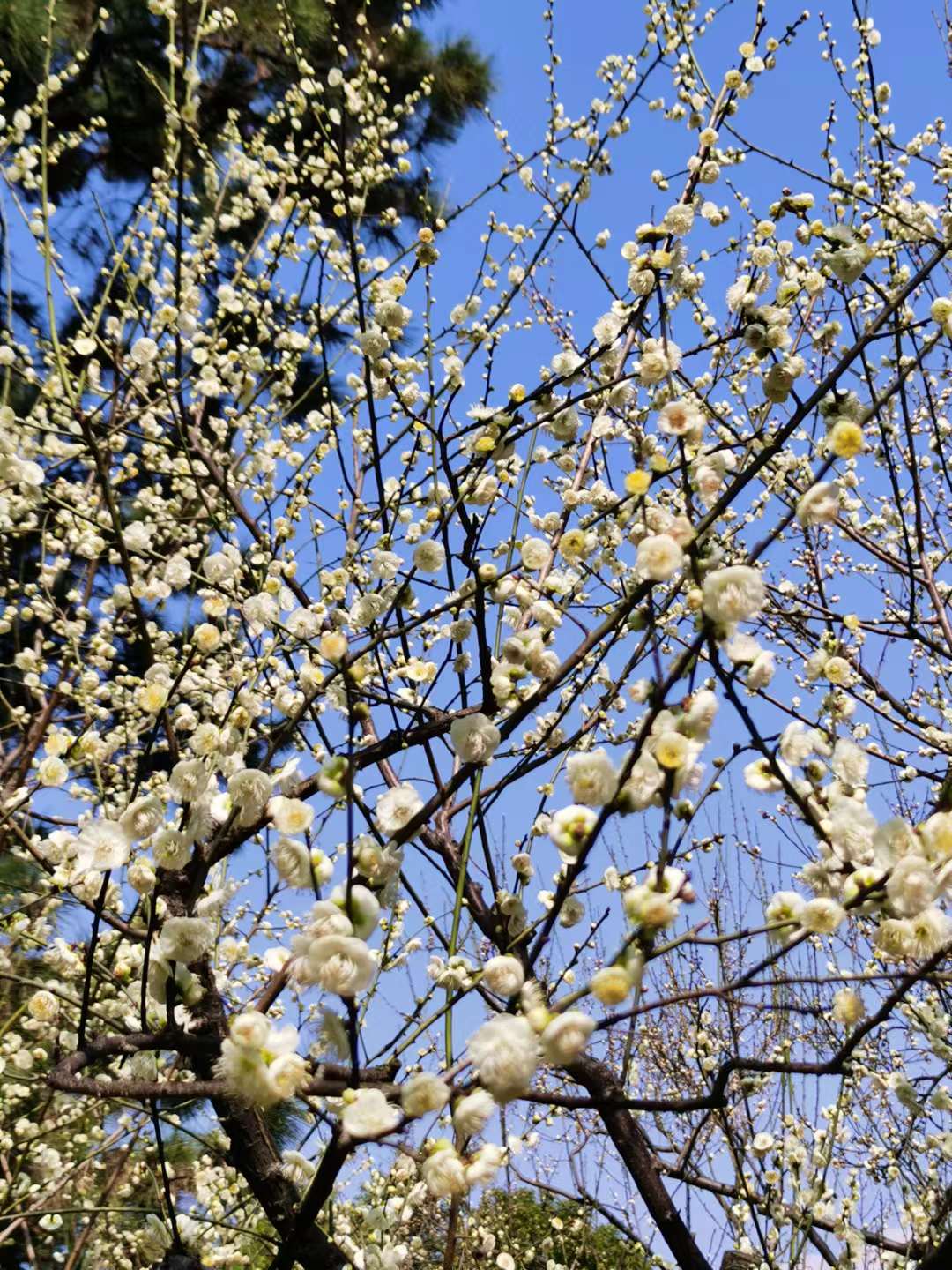 一床盖了二十年的老棉被,一床七十年代棉被