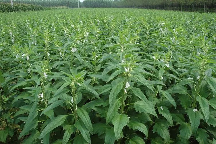 五谷杂粮食物图片大全大图,五谷杂粮图片大全大图真实