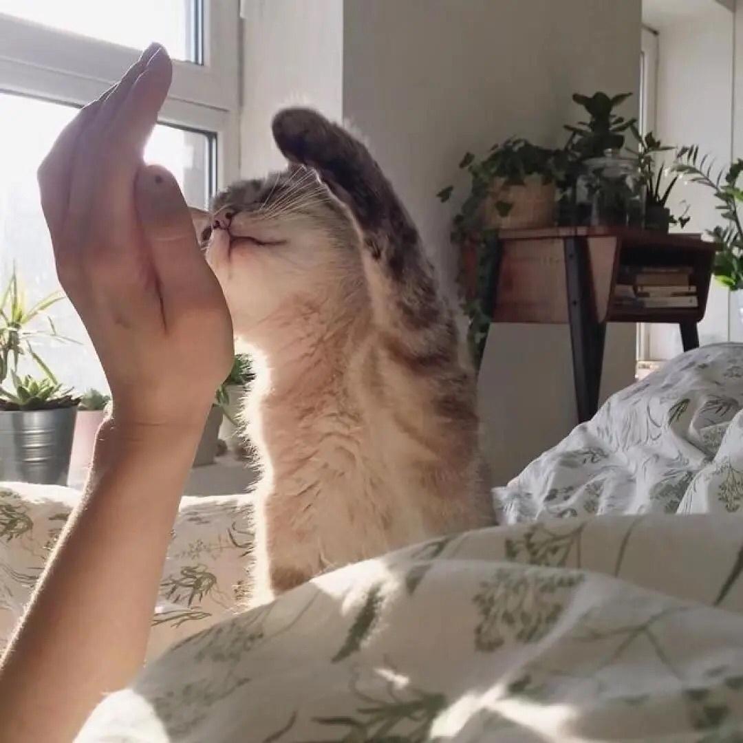 萌萌小猫头像大全可爱,动物头像猫咪可爱