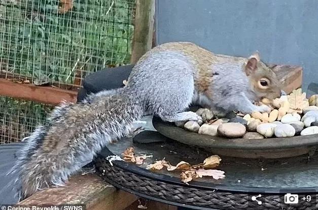 松鼠发狂咬人,松鼠疯狂咬人