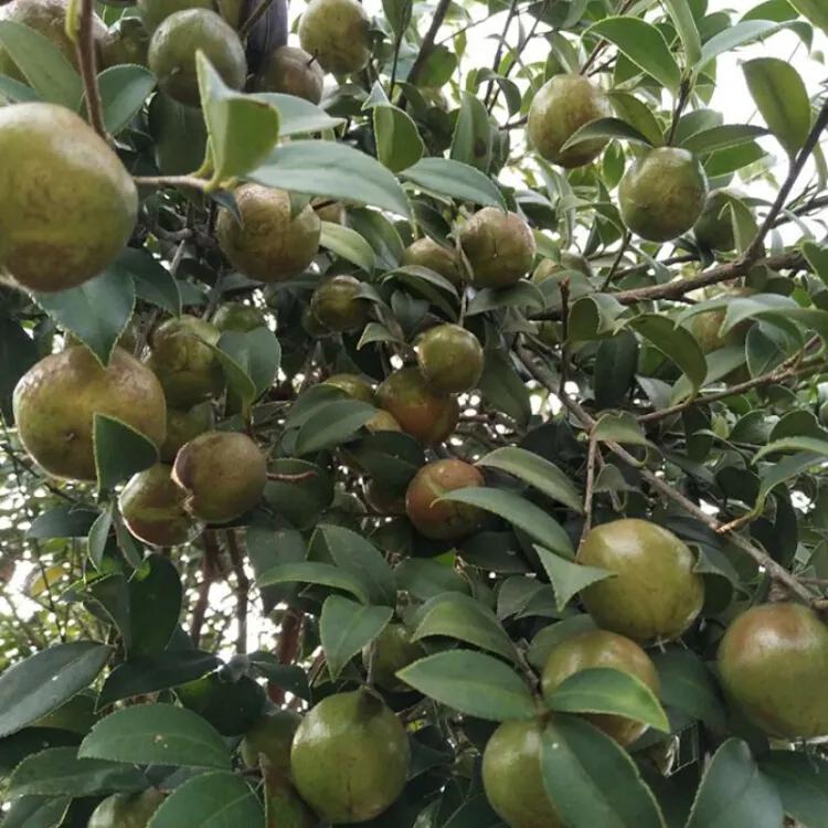 茶油功效卓越干倒橄榄油，为何很少人吃，是太贵买不起？