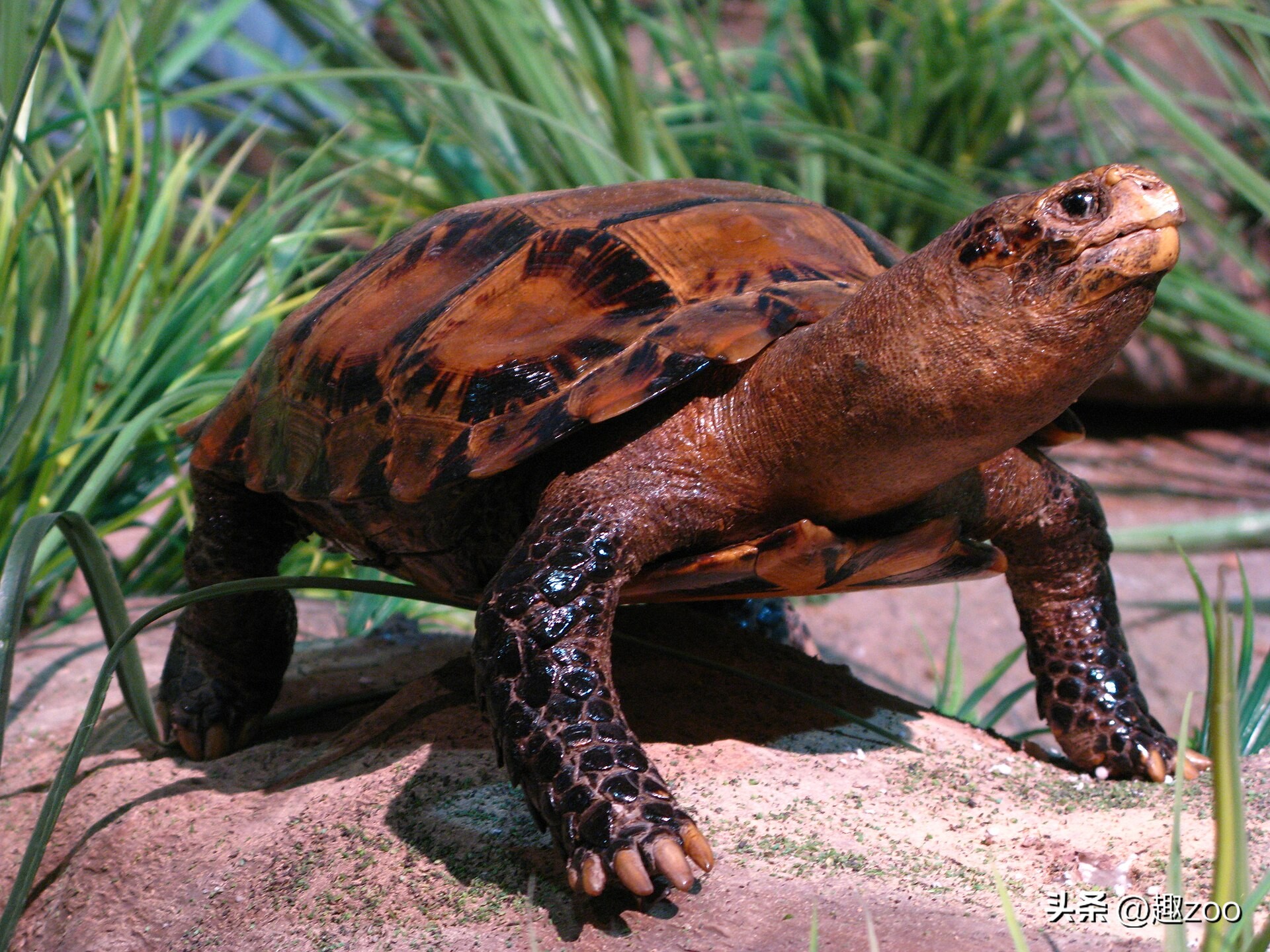 最好养的陆龟排名,十大最好养的陆龟