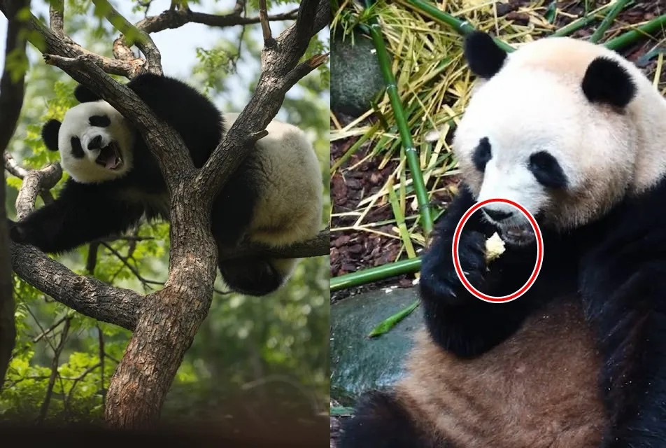 熊猫福菀被泼水,梅兰被大妈扔玉米芯!中国圈养熊猫真的正确么?