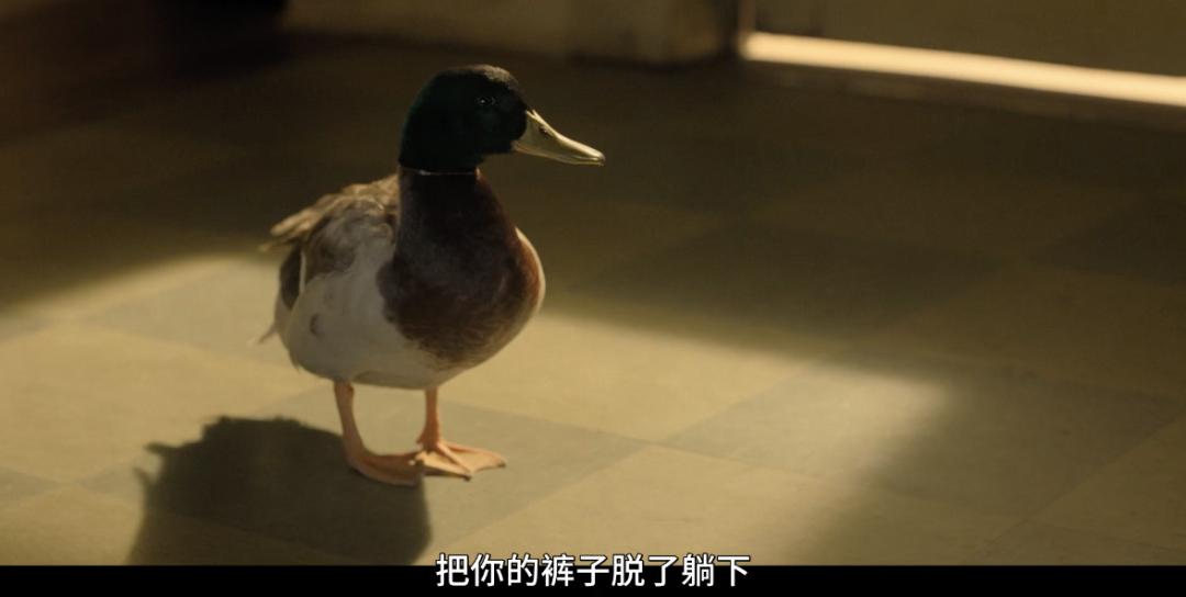 招黑网红现状,被黑最惨的网红