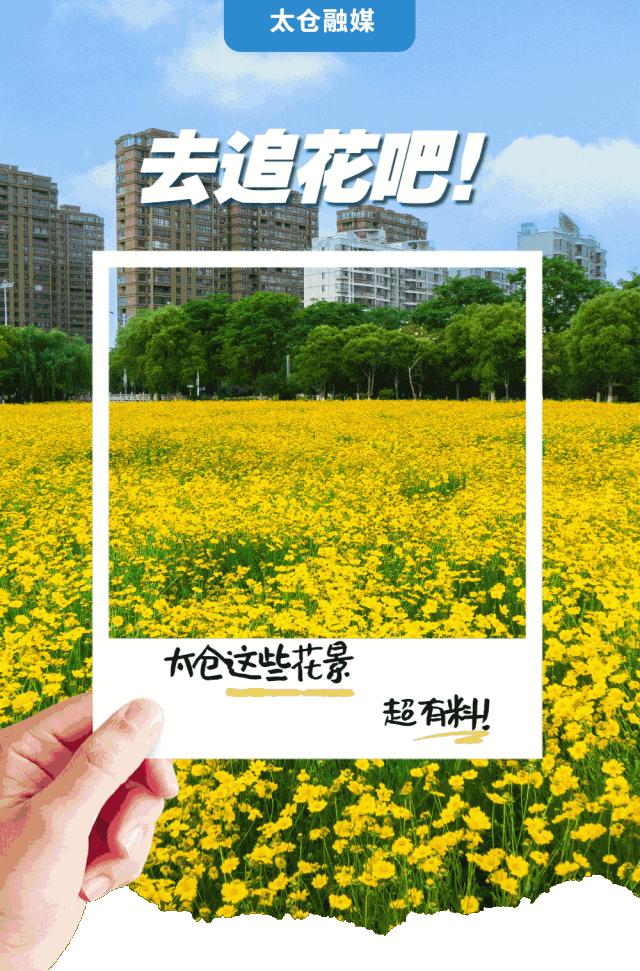 太仓蓝色花海,太仓好看的花海