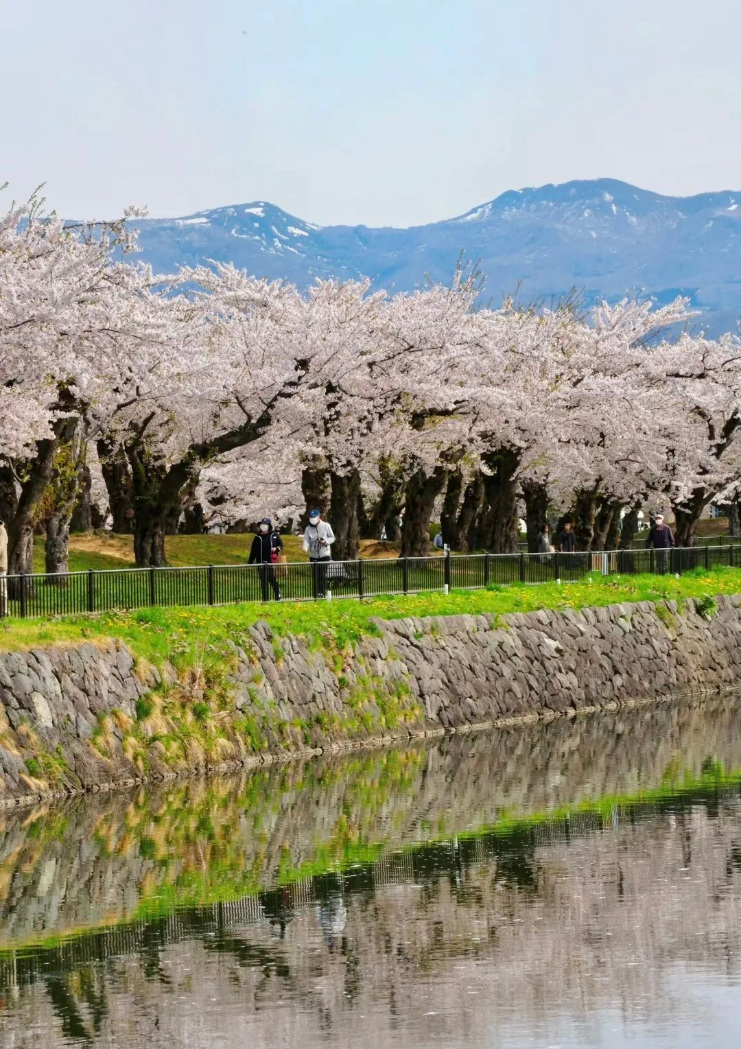今年日本樱花还能看吗,日本4月底还有樱花看吗