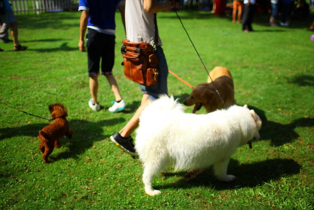 打断狗狗交配，会带来什么后果？