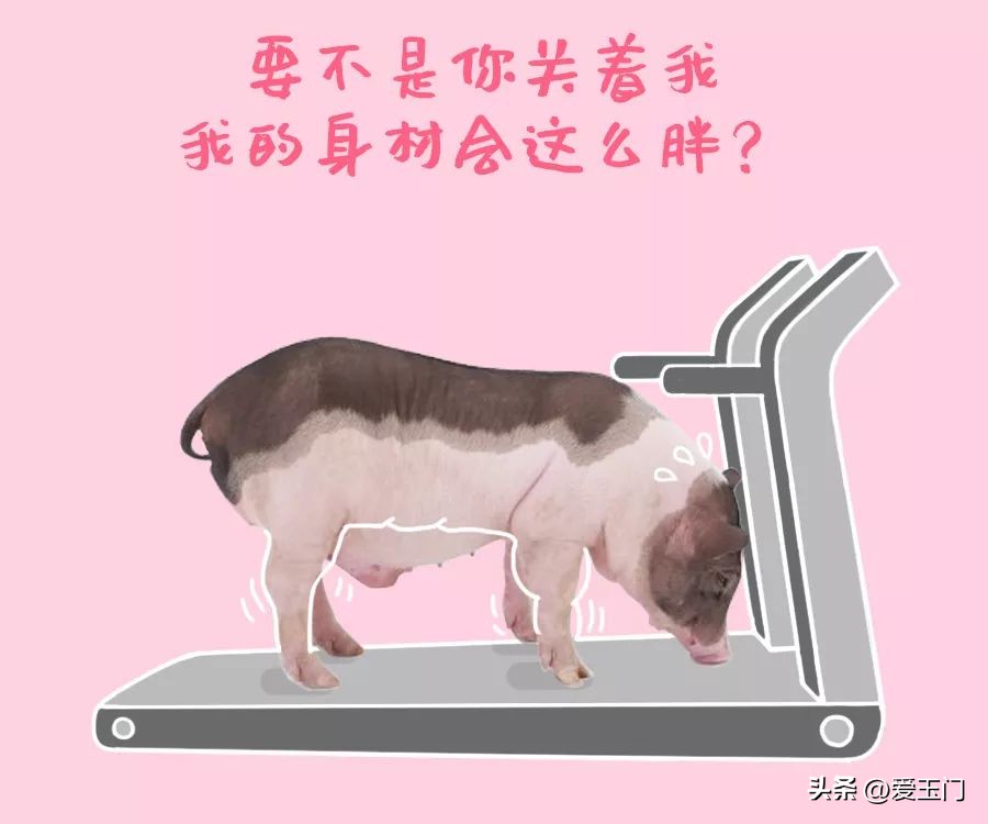 养生要学习,养生要向动物学习