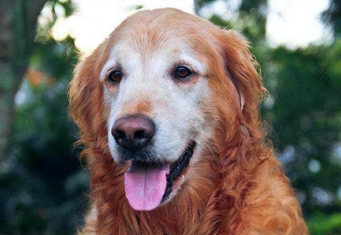 狗狗鼻子变干怎么办,狗狗鼻子湿润脱皮什么原因