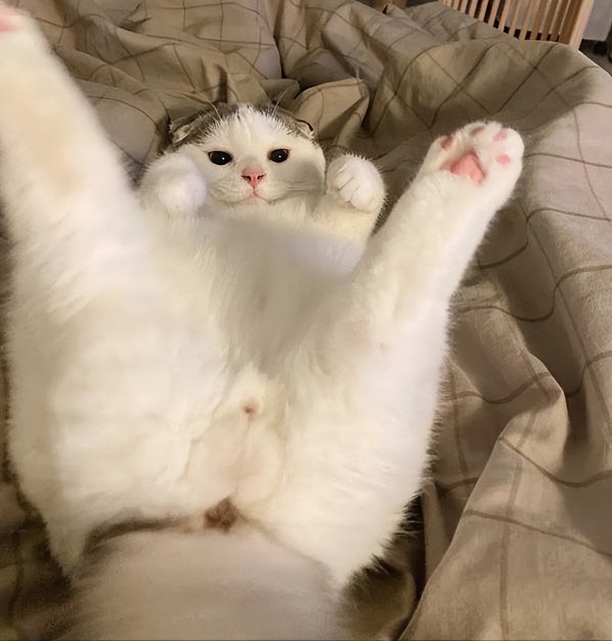 猫咪这些行为你知道背后的意思吗,猫咪有这些行为证明你养猫很失败