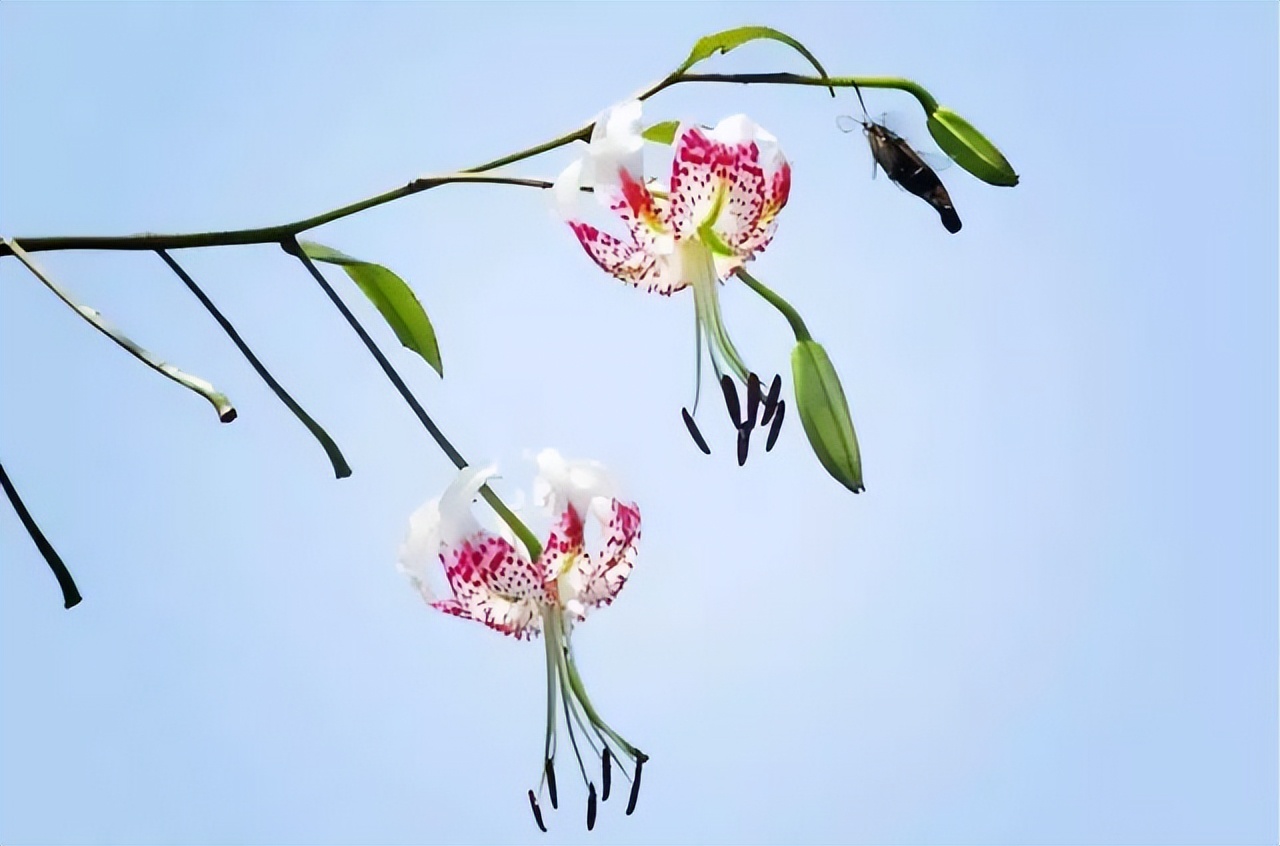 百合种类名称及图片及花语,可以入药的百合品种