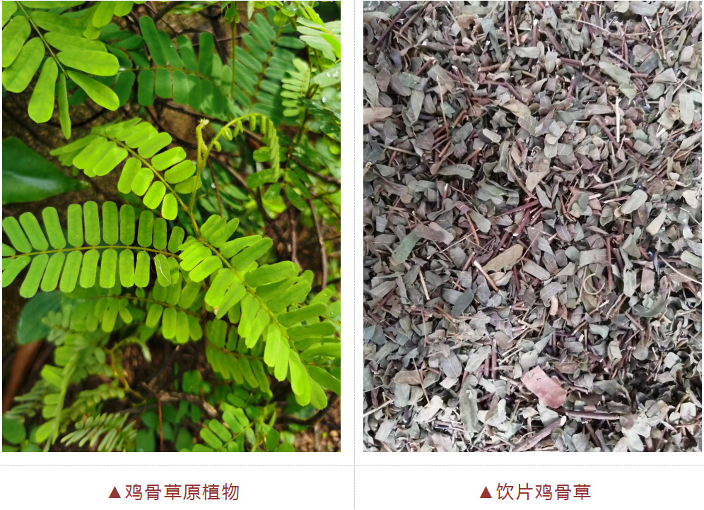 科普丨知否知否：“相思”有毒！孩子呕吐不止，元凶是它