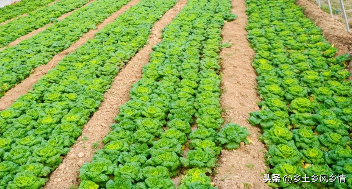 白菜可以种花吗,耐寒的白菜种