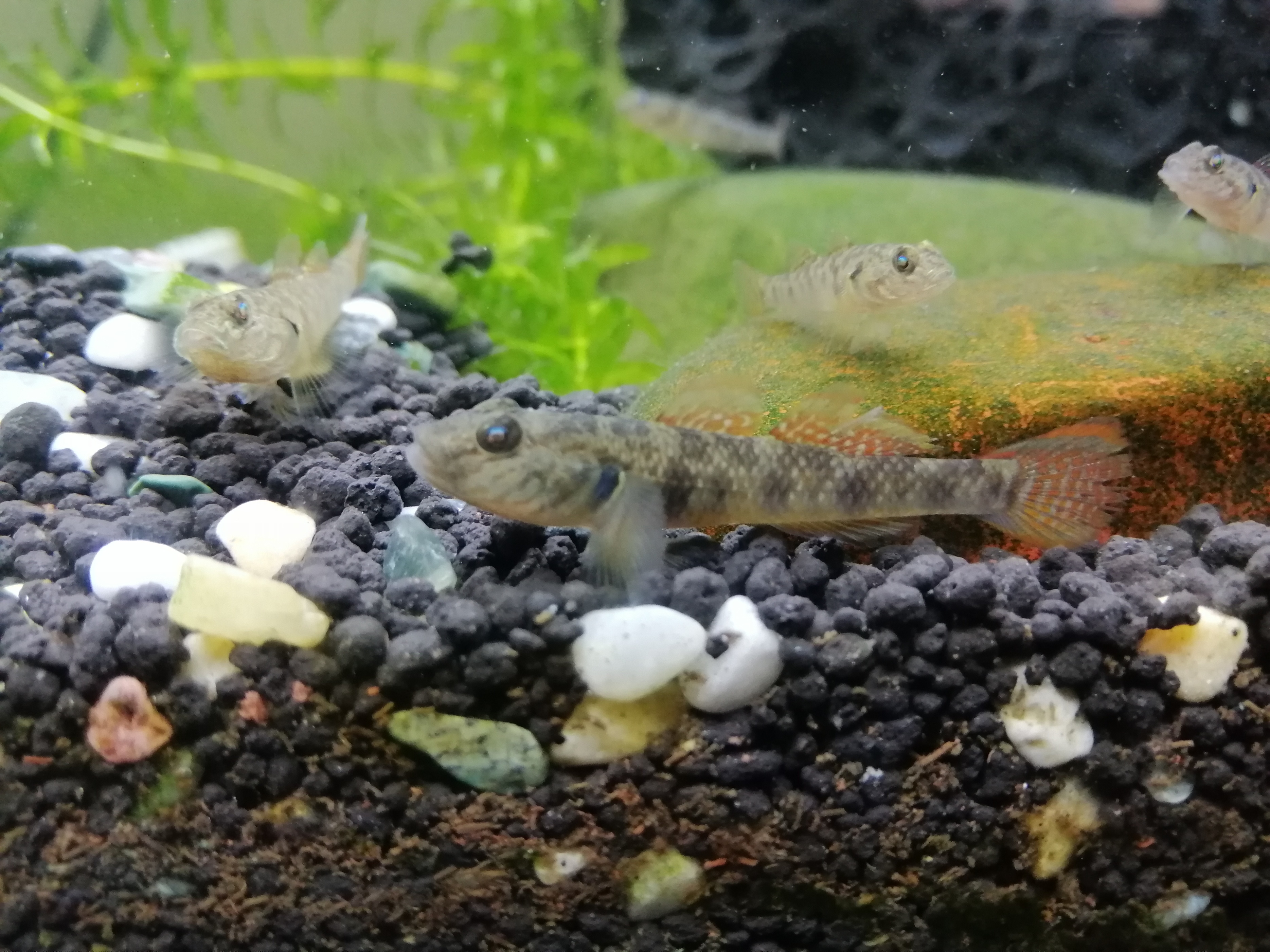 渔是什么东西,渔是指什么