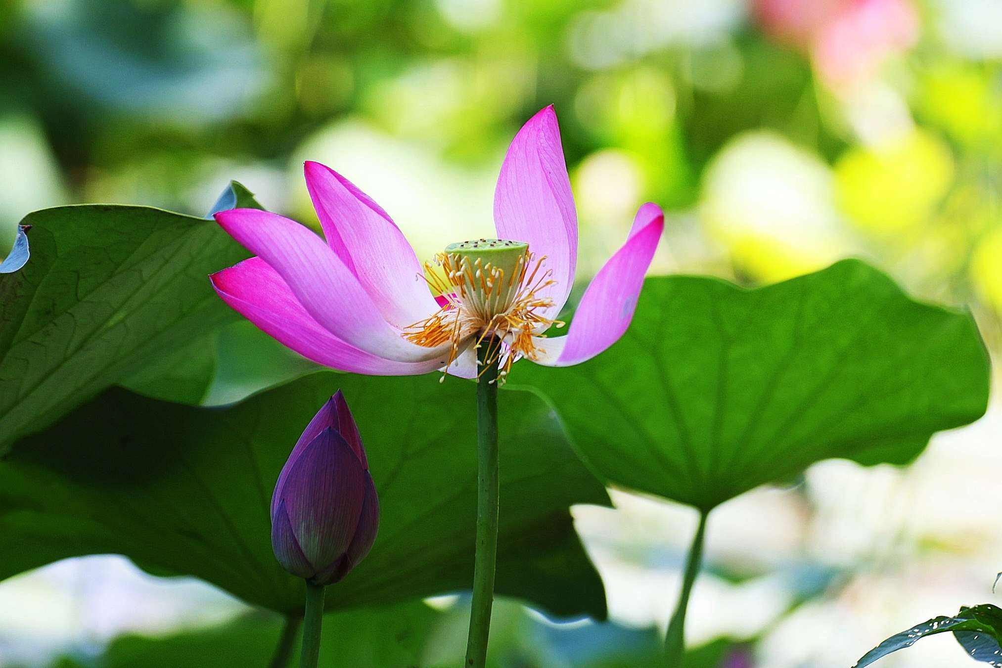 以物喻人作文五年级荷花,五年级作文夏天的荷花