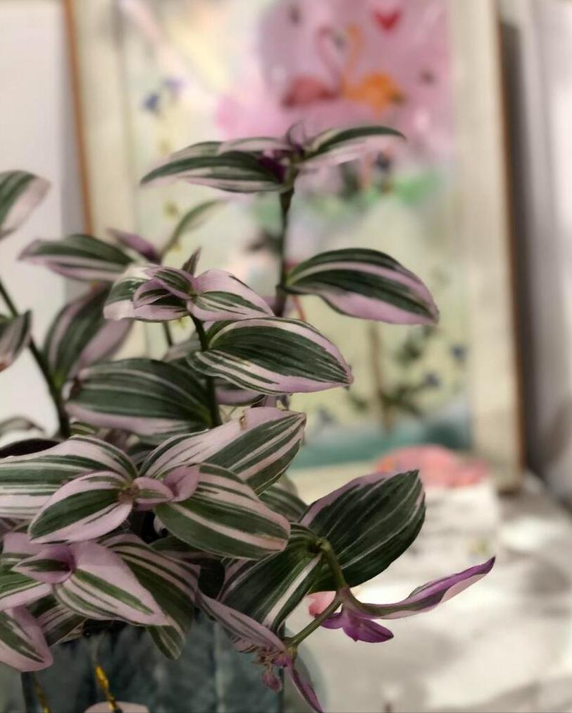 客厅买什么花放最好风水旺,客厅摆什么花容易招财运