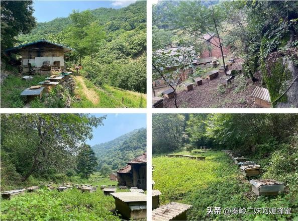 为什么超市的蜂蜜不能买,现在超市里蜂蜜那么便宜是真的吗