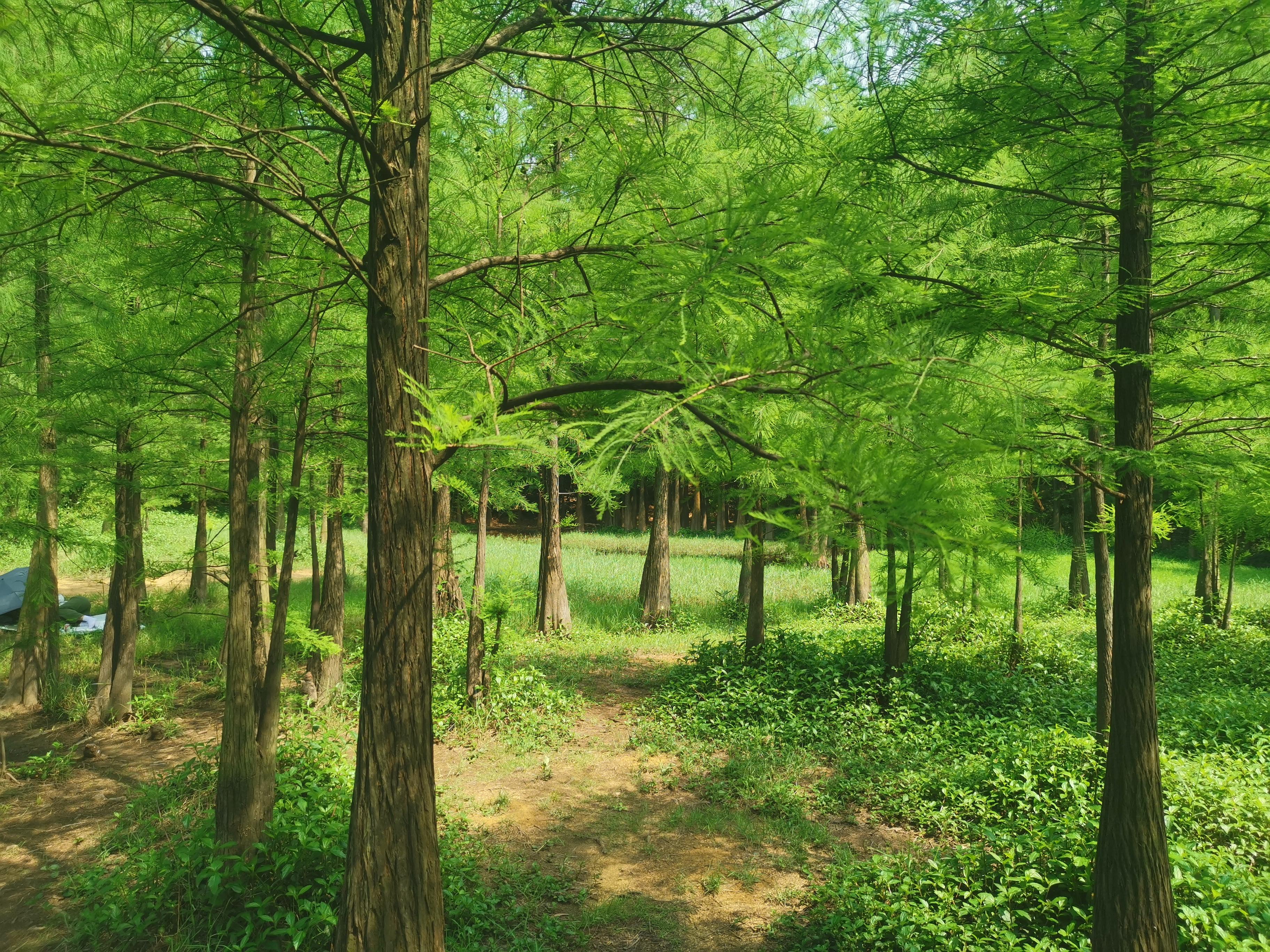 大夫山一日游自由行,大夫山一日游周记