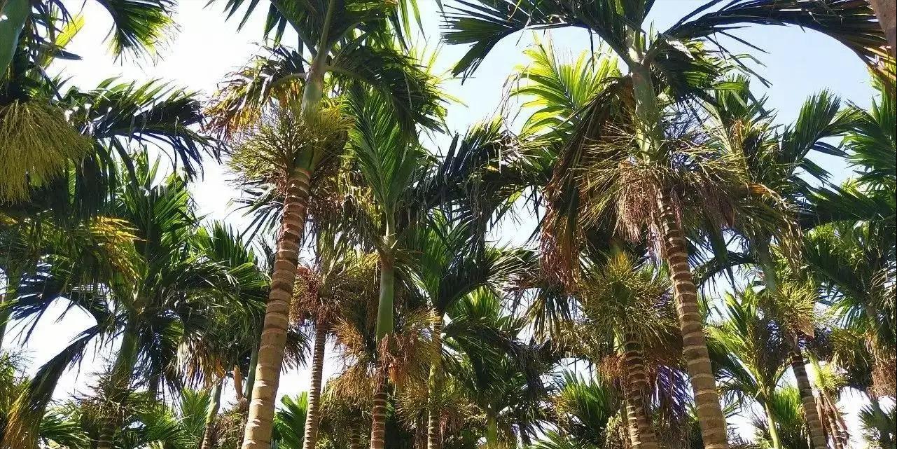 一级致癌物槟榔的危害有哪些,槟榔为什么被列为一级致癌物