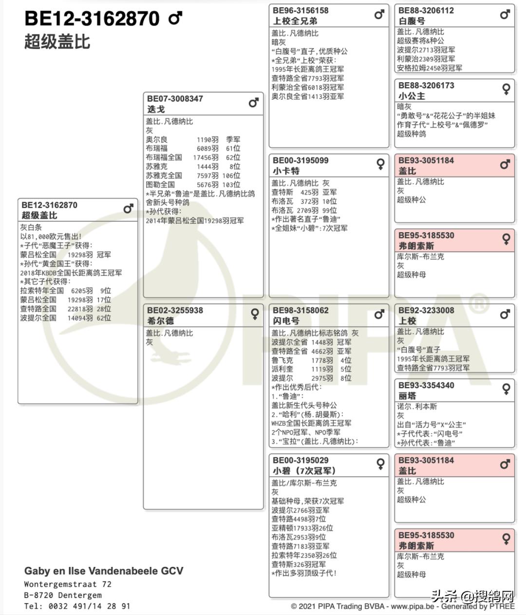 盖比顶级种鸽的特征图,盖比花头顶级种鸽