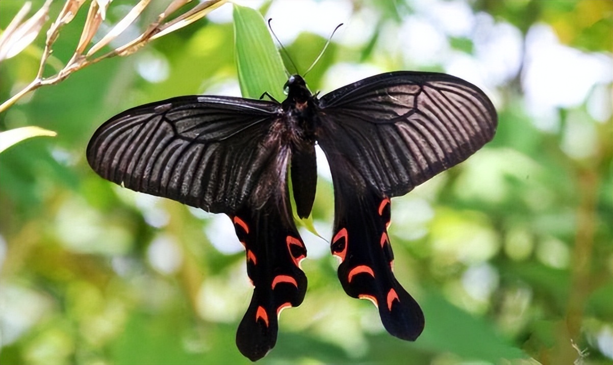 长得跟千足虫很像的虫子,长得很像蜈蚣的虫子图片