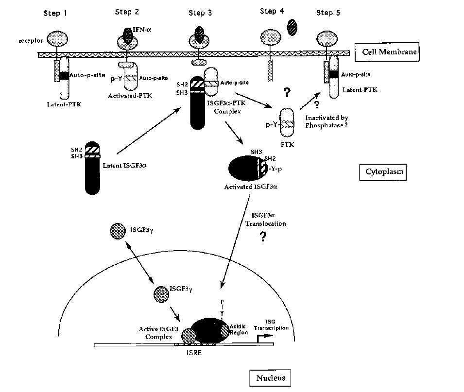 走近干扰素之父的科研历程,美籍华人科学家最新科技成果