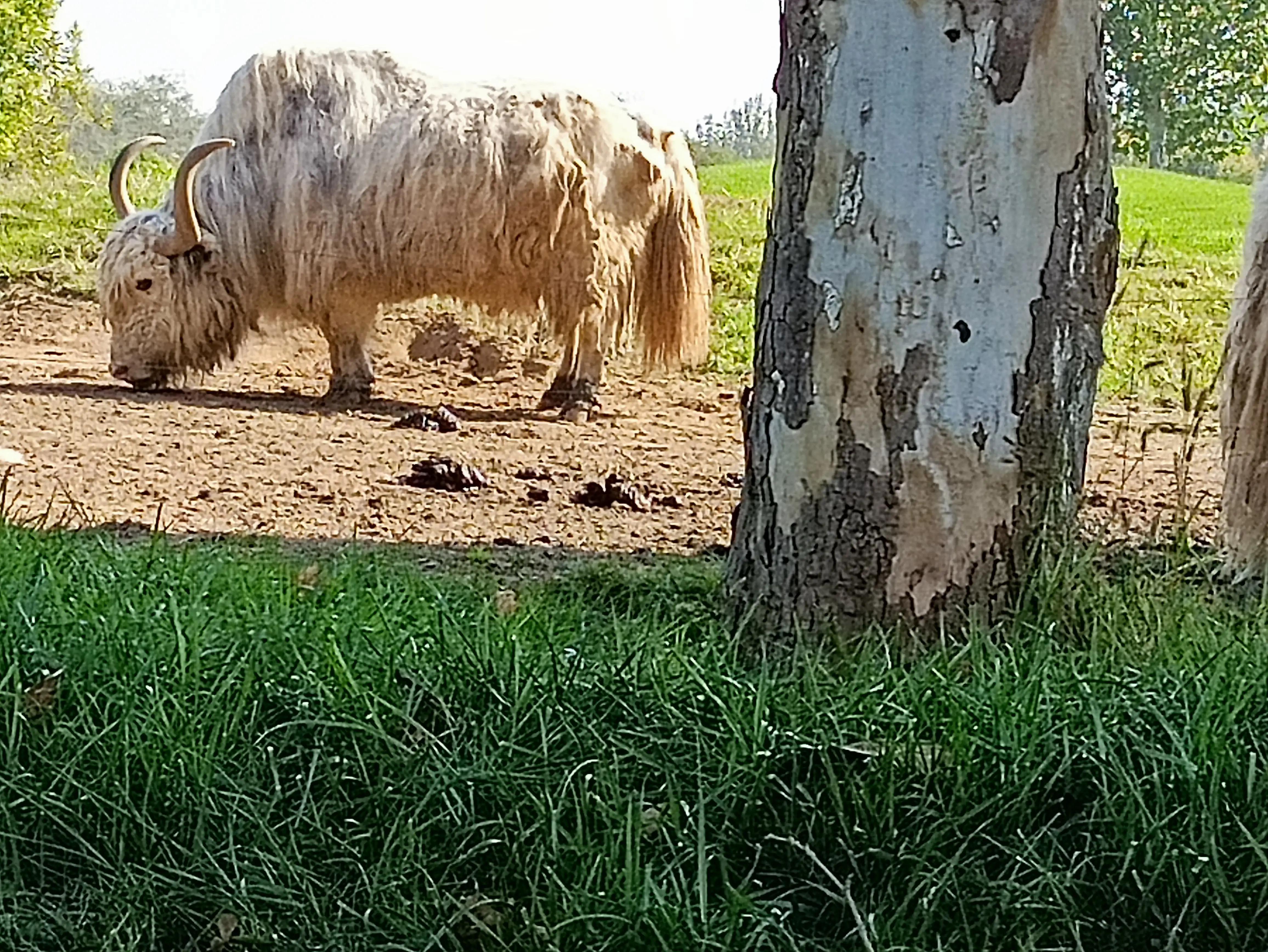 北京动物园和北京野生动物园区别,北京野生动物园狗妈妈和老虎狮子