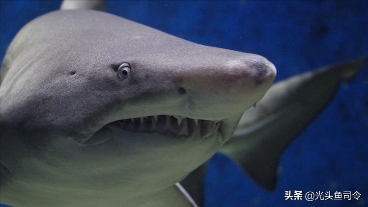 亚马逊河为什么被称为人类禁区,亚马逊河到底有多可怕