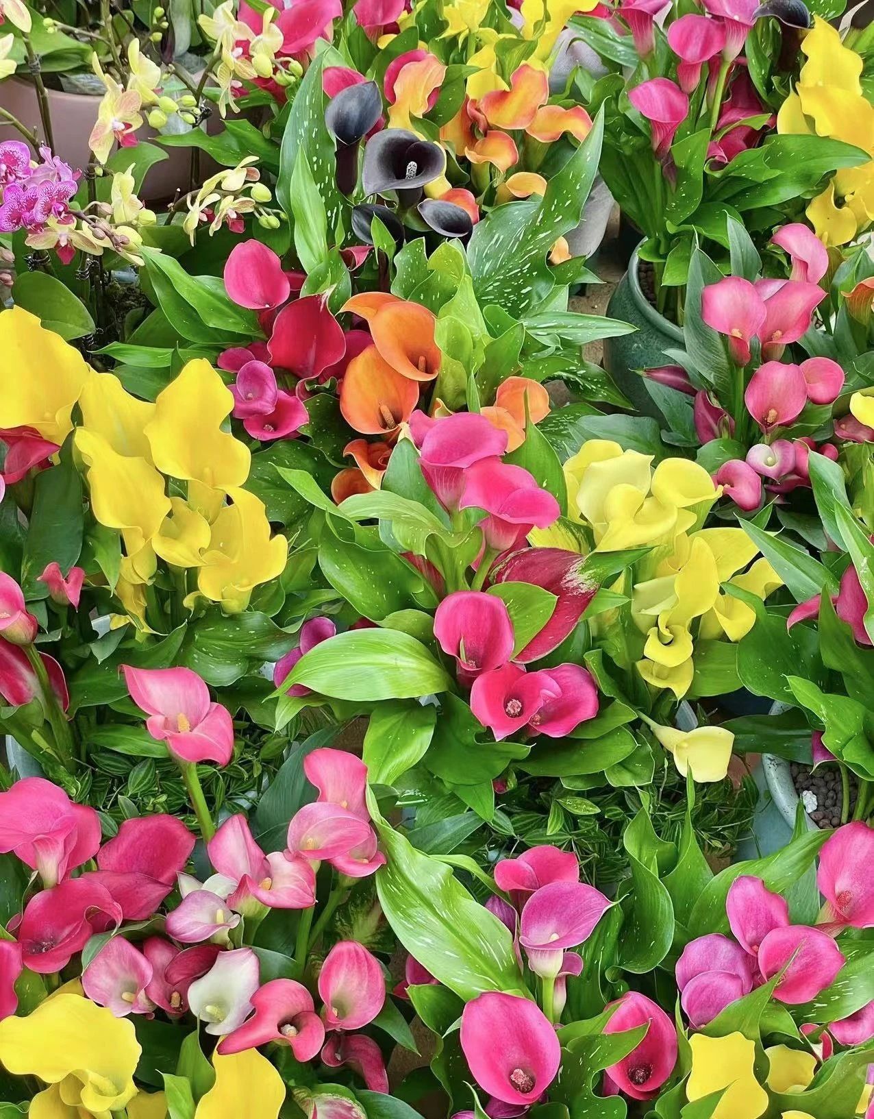 刚买来的盆栽怎么护理好,春季是给各种盆栽换盆的最佳时间