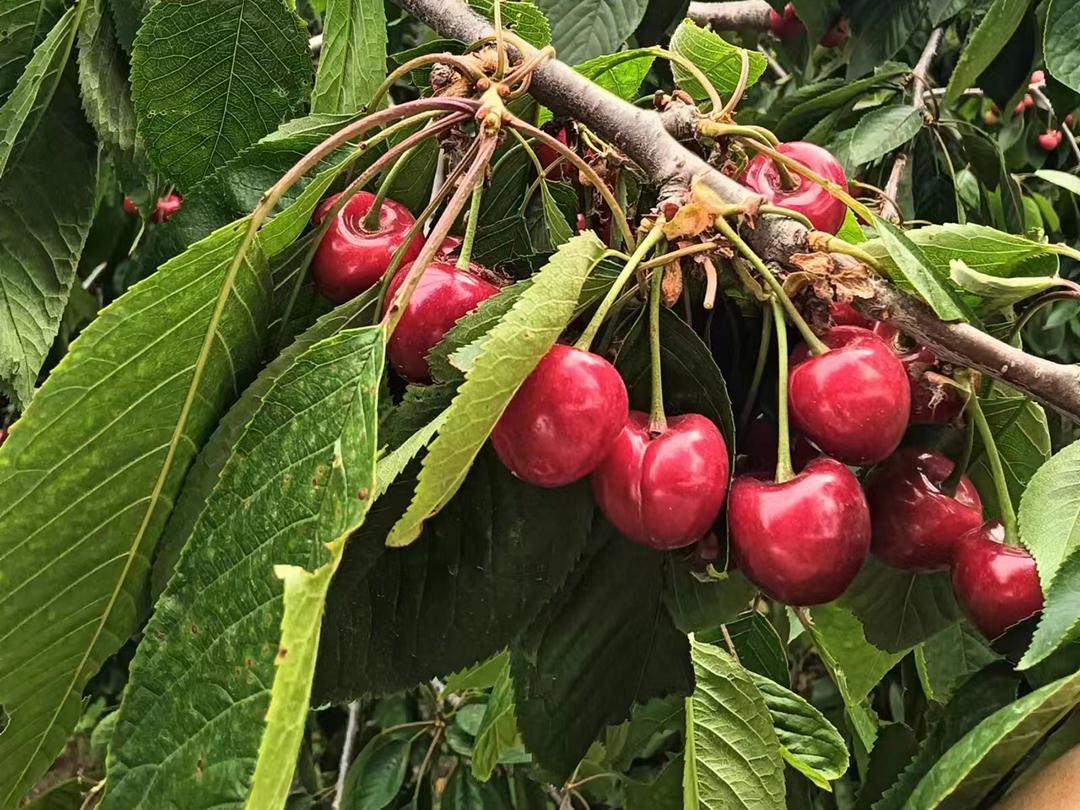 顺义喜邦樱桃采摘园,顺义千亩樱桃采摘园视频