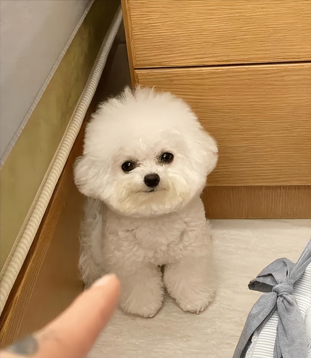 哪种狗寿命长好养活又好养,最值得被饲养的7种狗好养又不贵