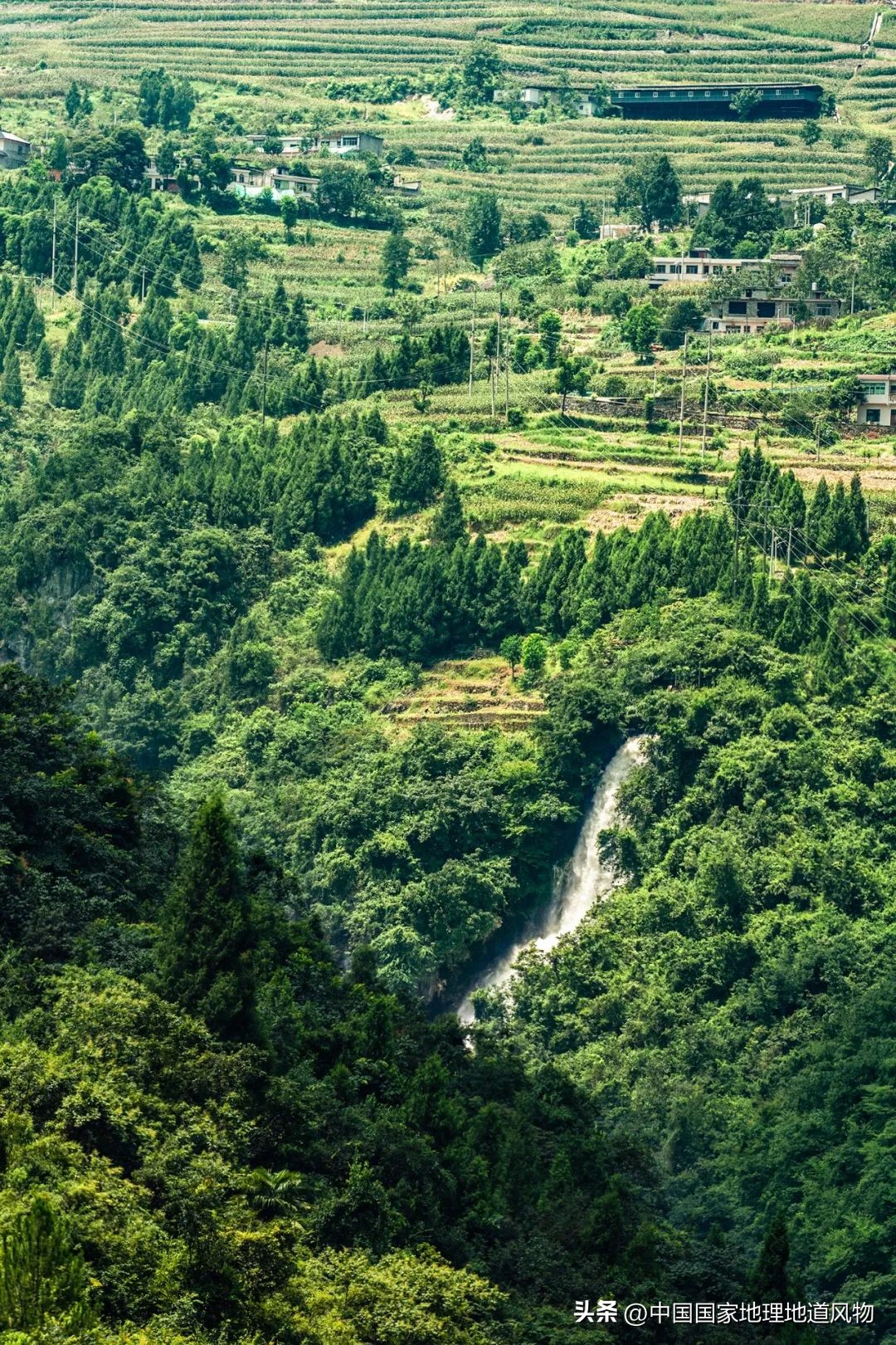 茅台酒的味道是香精调出来的吗,茅台酒的酱香是什么酱