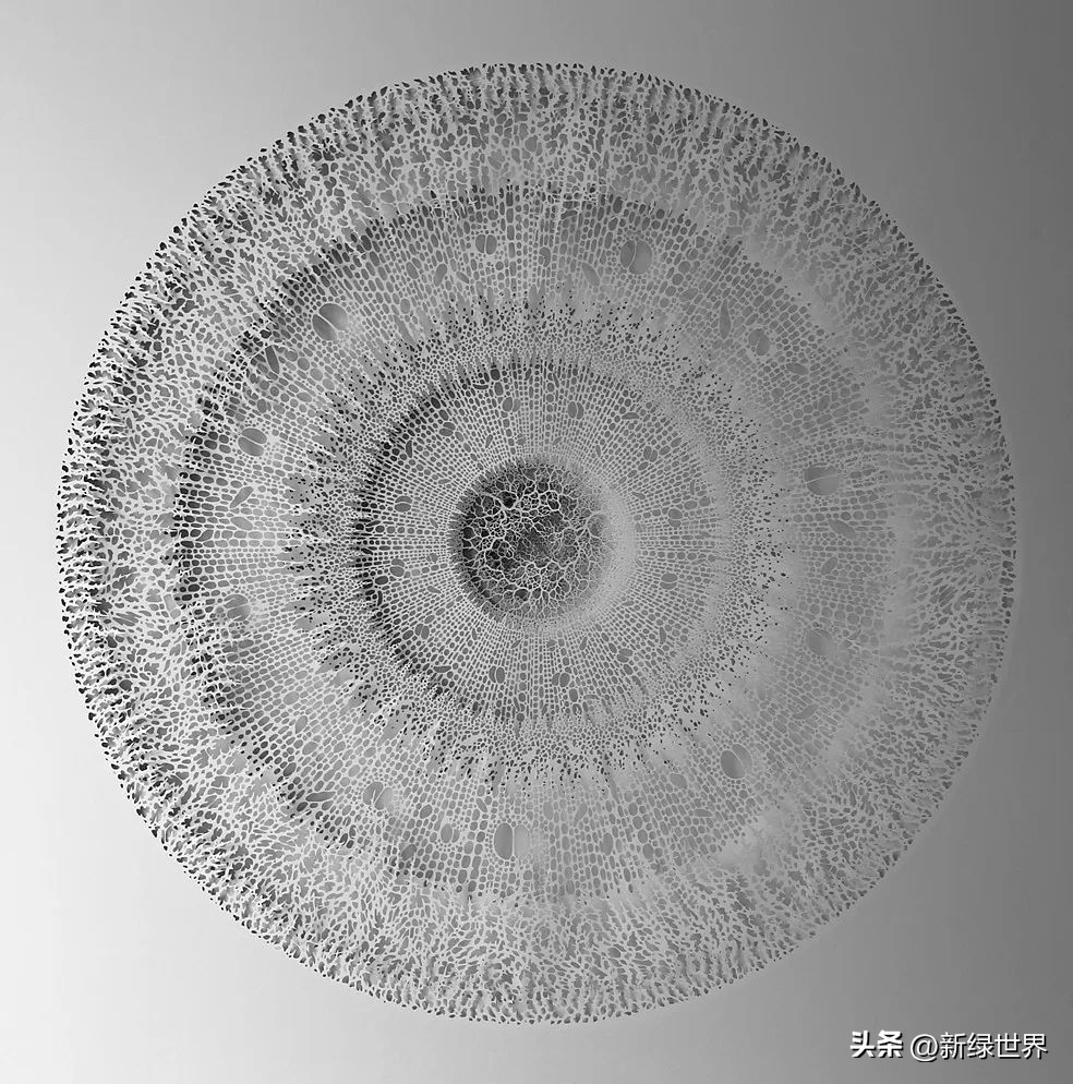 一组纸艺作品,令人惊艳的纸艺作品