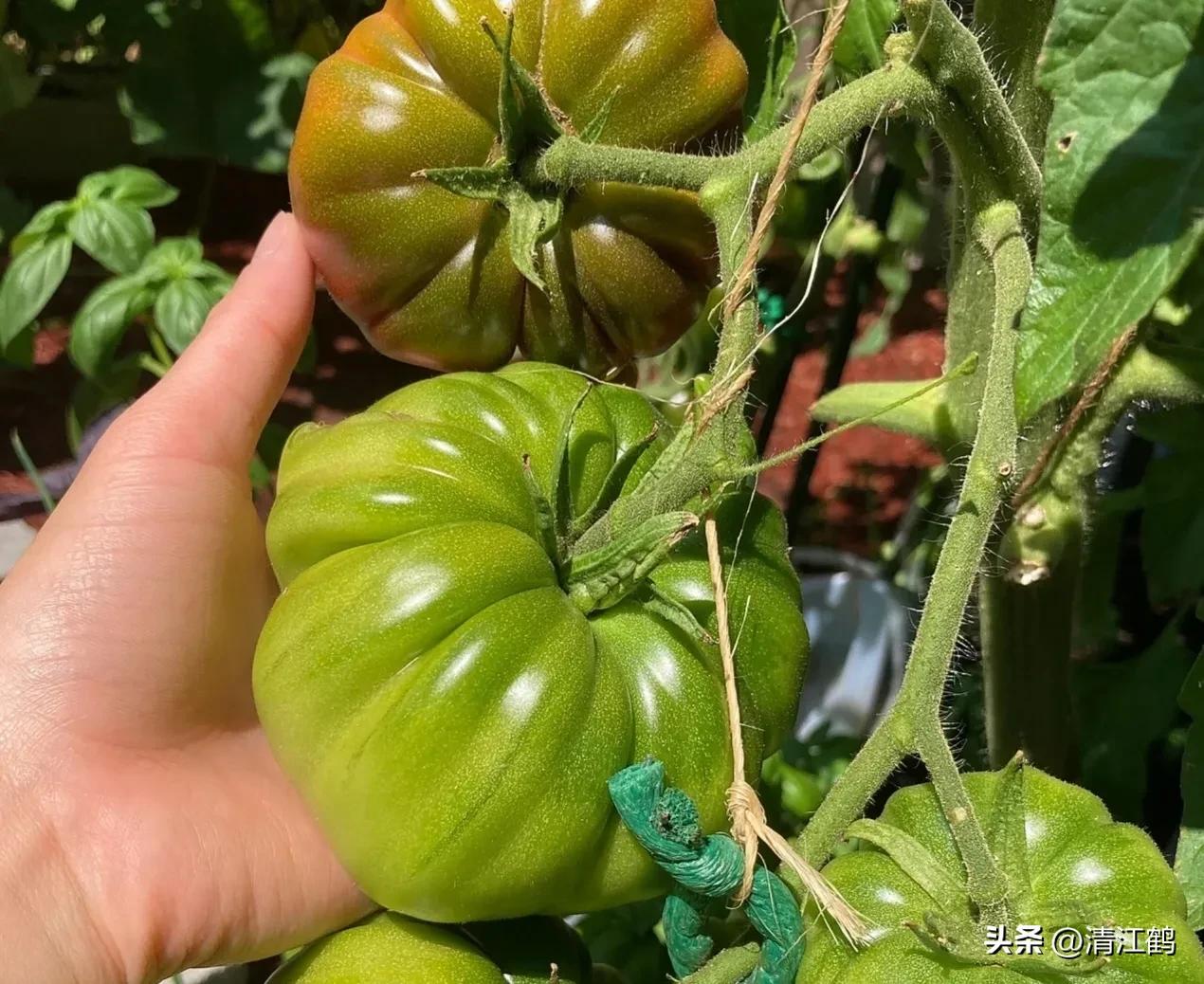 番茄转色不良用什么肥,番茄转色的六种表现