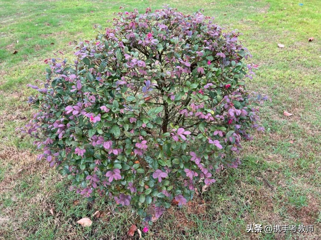 红花檵木盆景造型,红花檵木图片大全