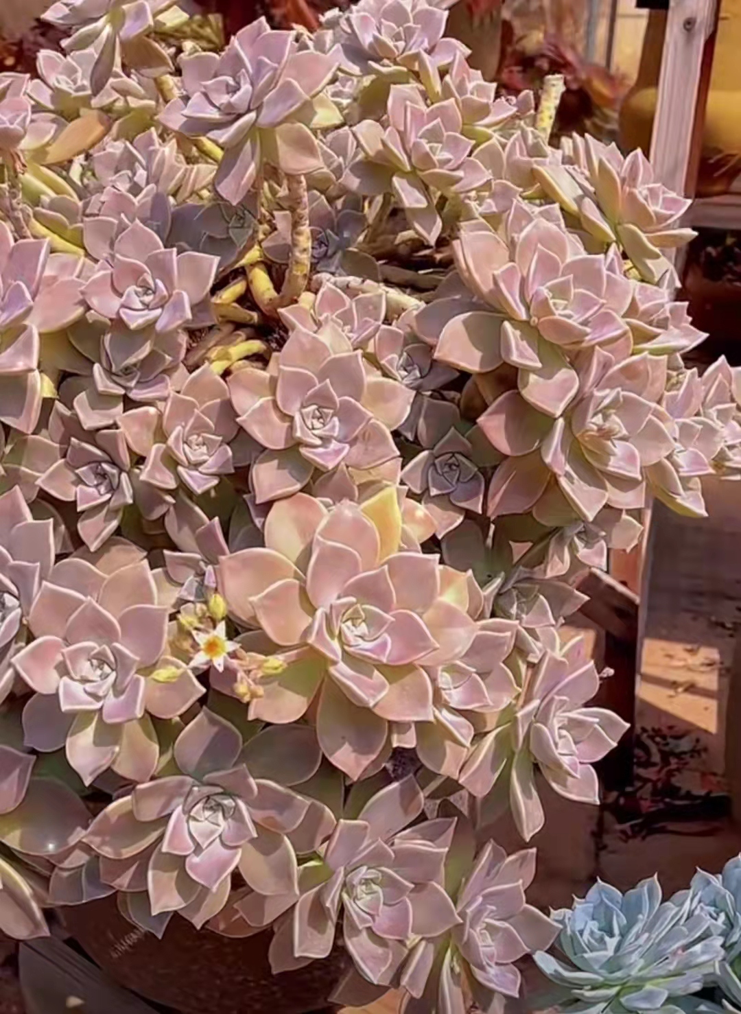 便宜又好养的5种多肉,皮实好养容易出状态的多肉有哪些