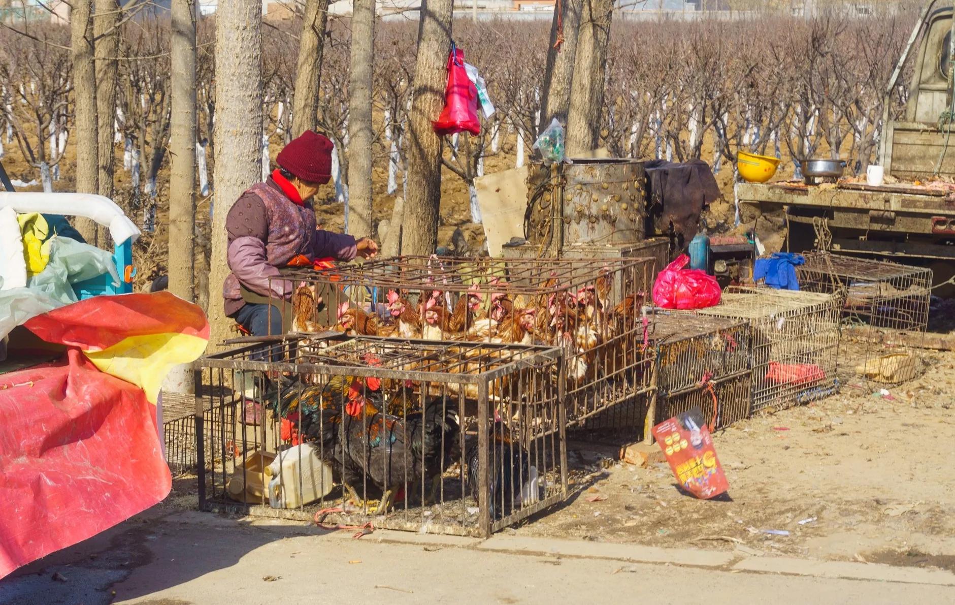 一个大男人连只鸡都不敢杀，是不是太胆小了，没有点英雄气概！