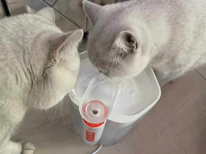 饮水机属于智商税么,猫咪喝水自动饮水机是智商税吗